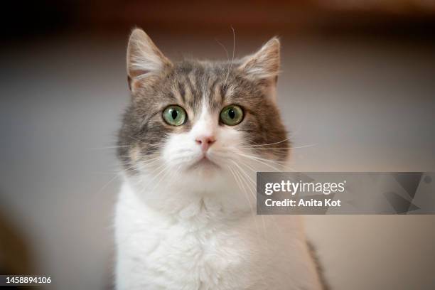 cat portrait - gato doméstico fotografías e imágenes de stock