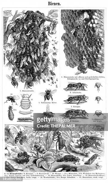 ilustrações de stock, clip art, desenhos animados e ícones de bees, wasp, hive engraving 1897 - bee stock illustrations
