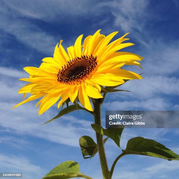 sunflower - chesterfield square stock-fotos und bilder