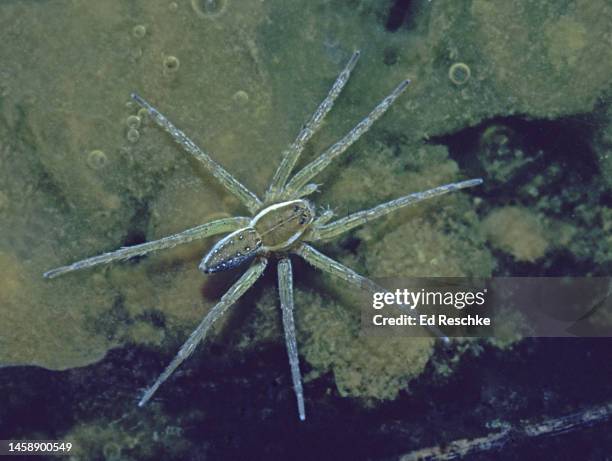 six-spotted fishing spider (dolomedes triton) on the water surface in a small pond - pedipalp stock pictures, royalty-free photos & images