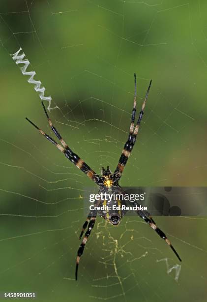 black and yellow argiope spider (argiope aurantia) or writing spider - cephalothorax stock pictures, royalty-free photos & images