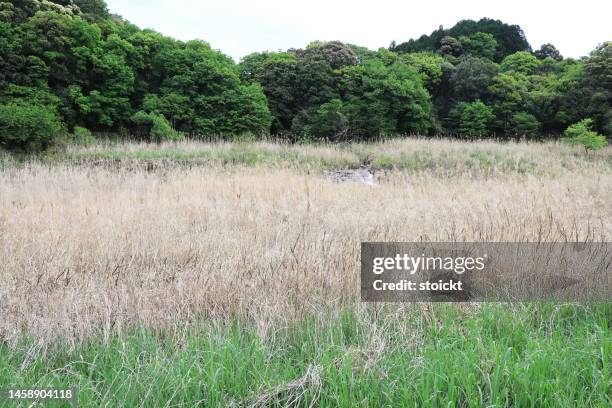 A quiet natural scenery with a river flowing in the background