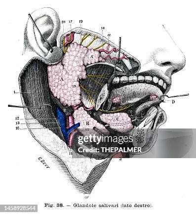 Salivary Glands Anatomy Engraving 1899 High Biology Diagrams