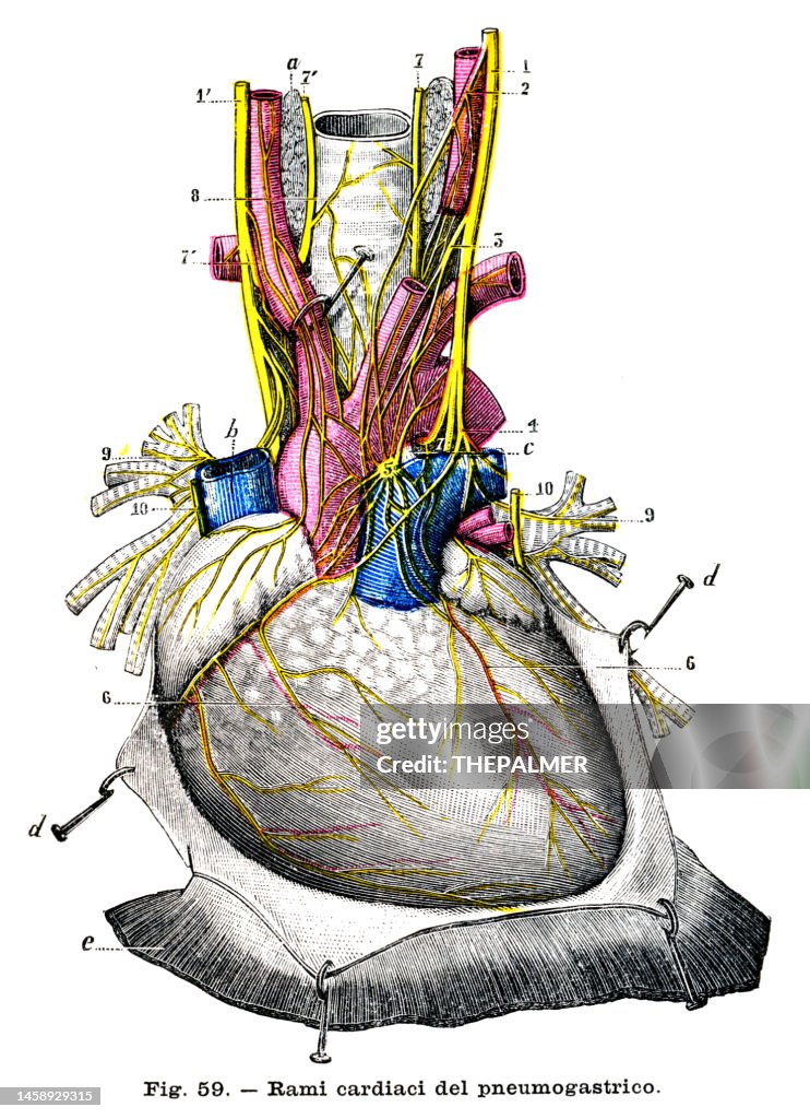 Cardiac system - Anatomy engraving 1899