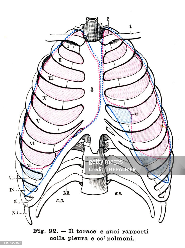 Thoracic Cavity Anatomy Engraving 1899 High Biology Diagrams