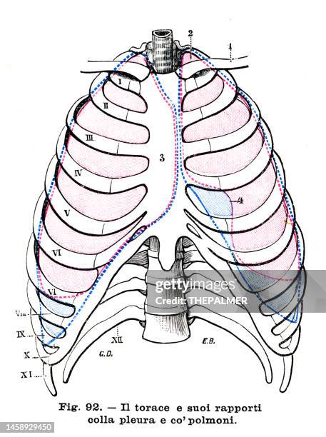 thoracic cavity - anatomy engraving 1899 - rib cage stock illustrations