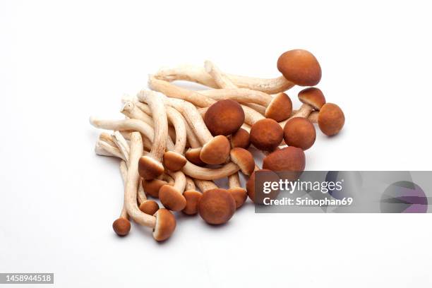 shimeji mushrooms brown - shimeji pilz stock-fotos und bilder