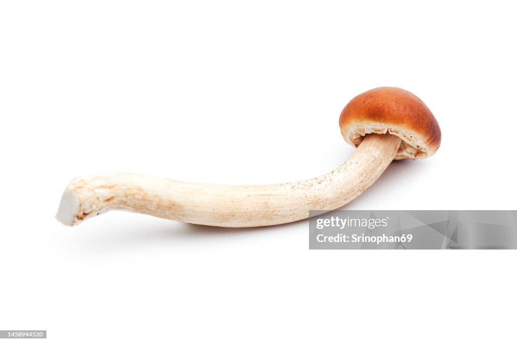 Shimeji mushrooms brown