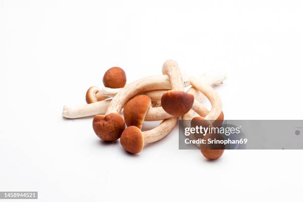 shimeji mushrooms brown - klapperschwamm stock-fotos und bilder