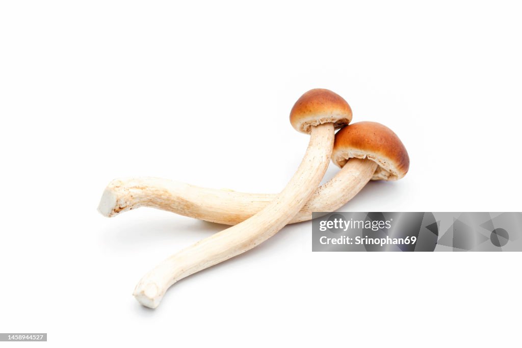 Shimeji mushrooms brown