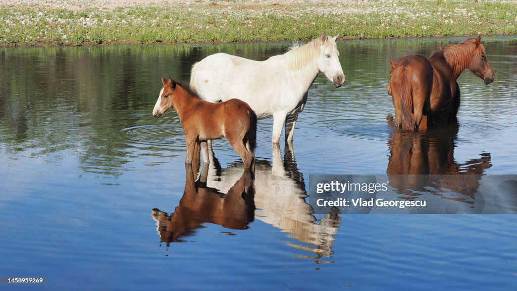 Still Horse River