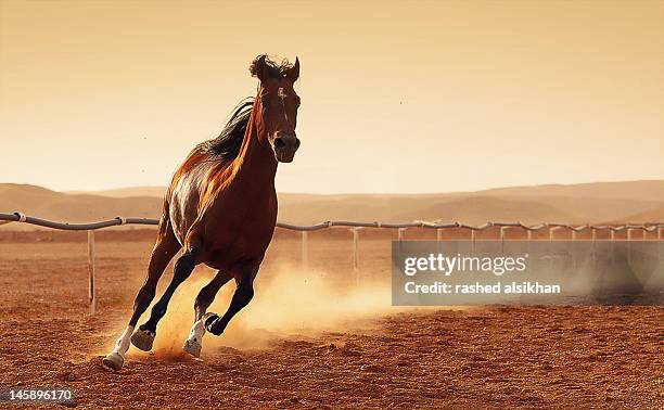 arabian horse - horses running stock-fotos und bilder