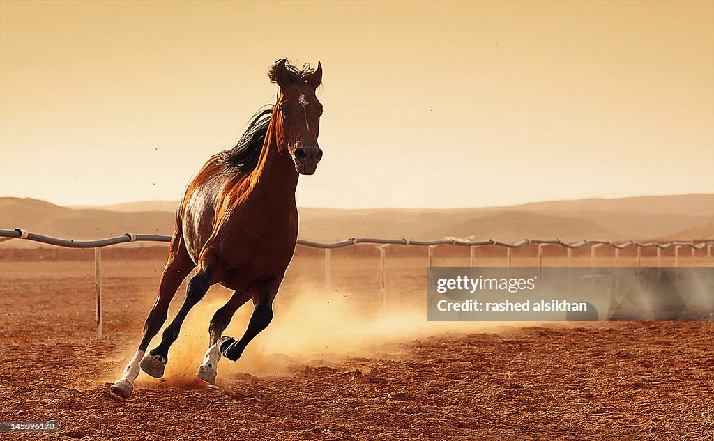 Arabian Horse