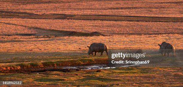 african rhinoceros - horn of africa stock-fotos und bilder