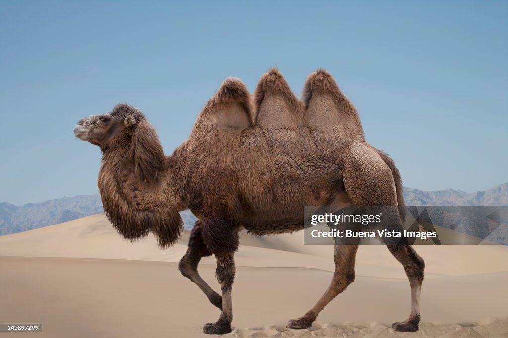 A camel with three humps. Digital composition.