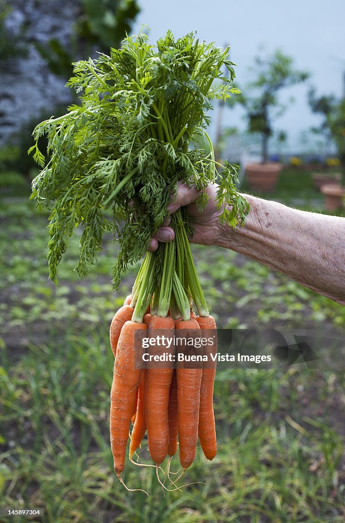 Old man in garden with a bunch of carrots