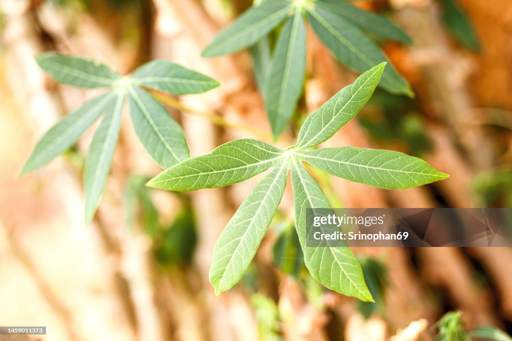 Cassava is a tropical food crop that is grown in Thailand.