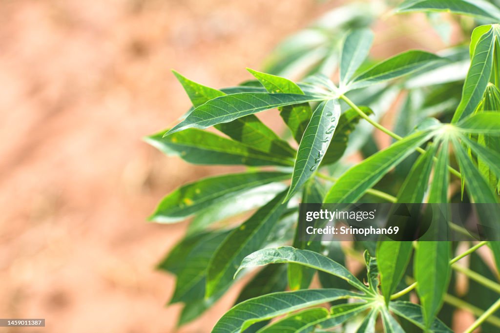 Cassava is a tropical food crop that is grown in Thailand.