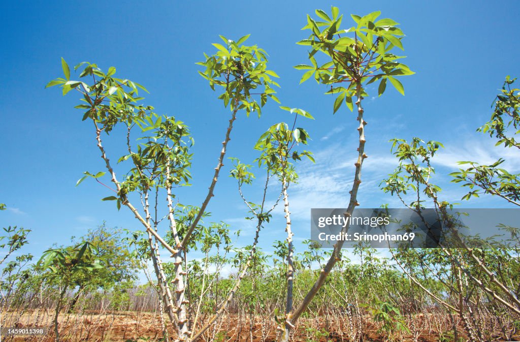 Cassava is a tropical food crop that is grown in Thailand.