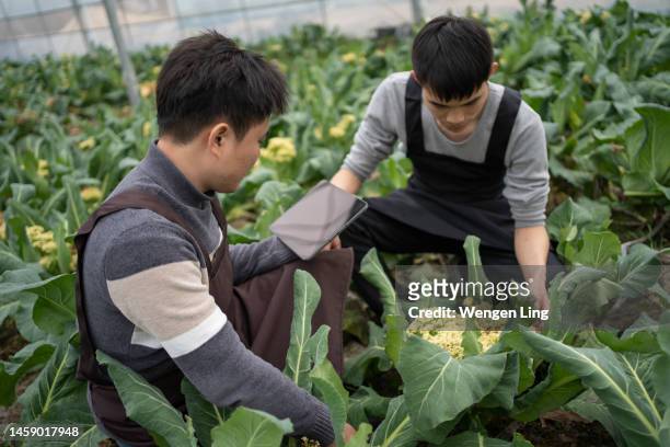 farm worker checking vegetables growing - food security stock pictures, royalty-free photos & images