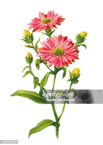 old chromolithograph illustration of botany, new york aster (symphyotrichum novi-belgii or aster novi-belgii) - famiglia delle margherite foto e immagini stock