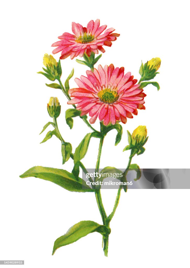 Old chromolithograph illustration of Botany, New York aster (Symphyotrichum novi-belgii or Aster novi-belgii)