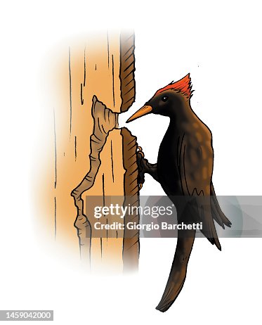 Woodpecker on a tree Woodpecker on a tree