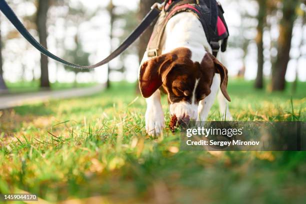 pet care. dog found something on lawn while walking on leash - pet leash stockfoto's en -beelden