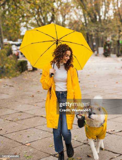 happy beautiful woman holding umbrella and walking with dog at footpath - happy lady walking dog stockfoto's en -beelden