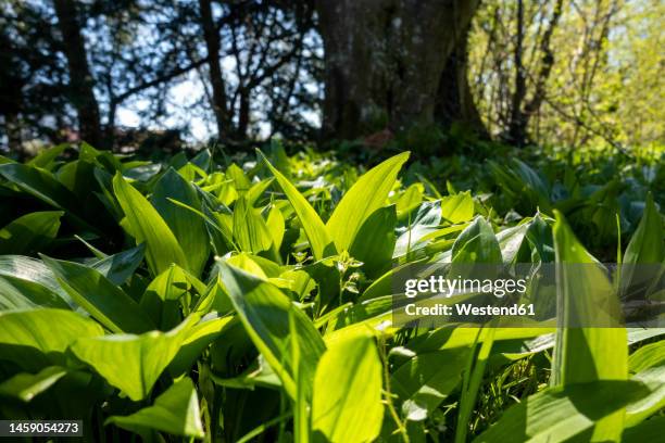 wild garlic plants on field - ramson stock-fotos und bilder