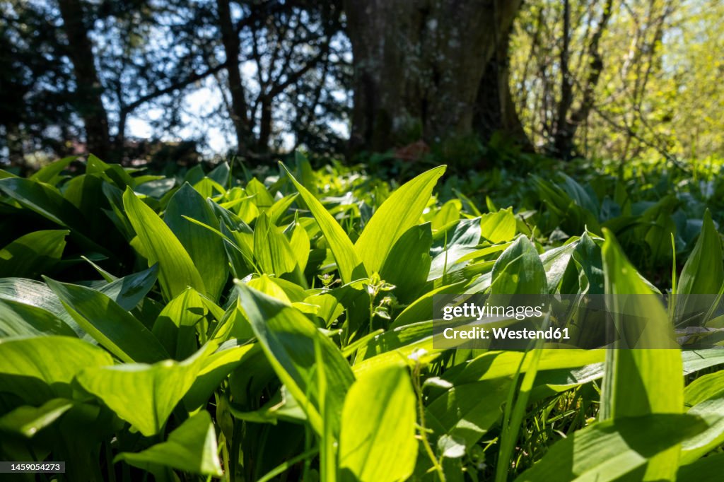 Wild garlic plants on field