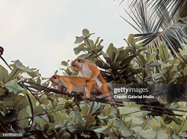 illustration of playful monkeys - jungle tree cartoon stock pictures, royalty-free photos & images