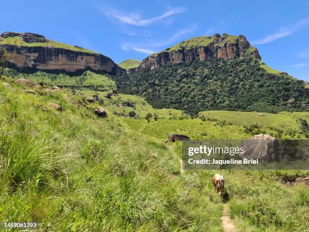 drakensberg mountains 209 - drakensberg mountain range stock pictures, royalty-free photos & images