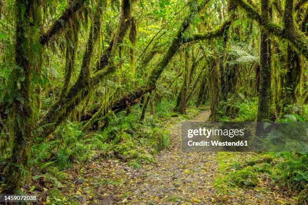 new zealand, south island, footpath through lush green temperate rainforest near fox glacier village - westland isla del sur de nueva zelanda fotografías e imágenes de stock