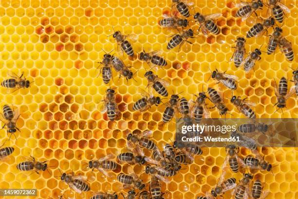 full frame of worker bees onhoneycomb - colmena fotografías e imágenes de stock