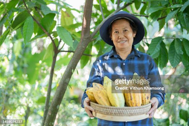 female asian farmer picking cacao at farm - cacao bean stock pictures, royalty-free photos & images