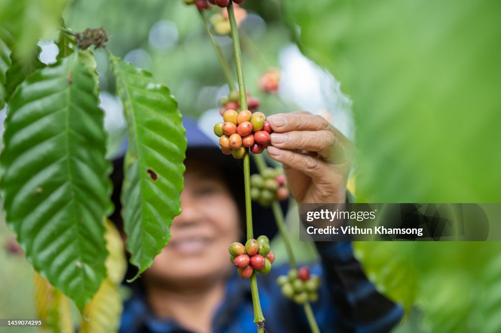 Female asian farmer picking coffee beans at farm