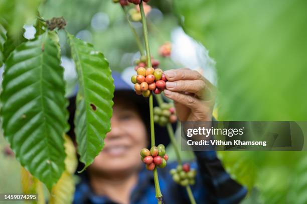 female asian farmer picking coffee beans at farm - coffee plant stock pictures, royalty-free photos & images