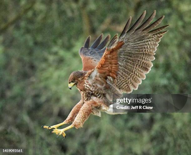 young wild harris’s hawk in the morning diving with talons extended while hunting - claw stock pictures, royalty-free photos & images