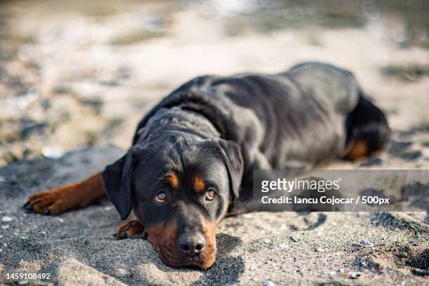 rottweiler breed dog lies on the beach and listens to the sounds,waiting for the owner,romania - rottweiler fotografías e imágenes de stock