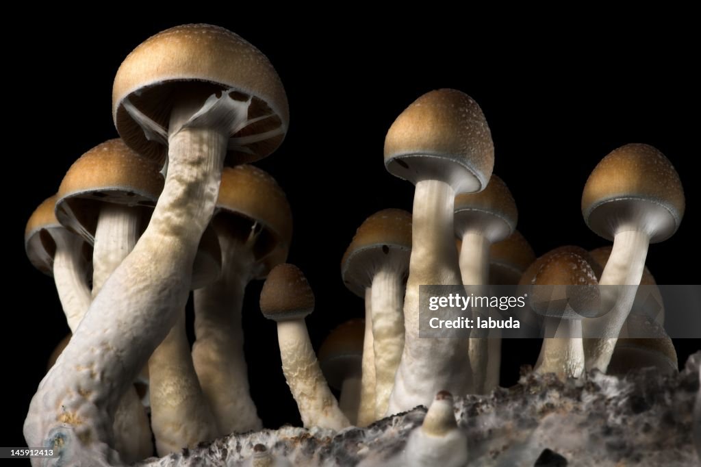 Psilocibe cubensis