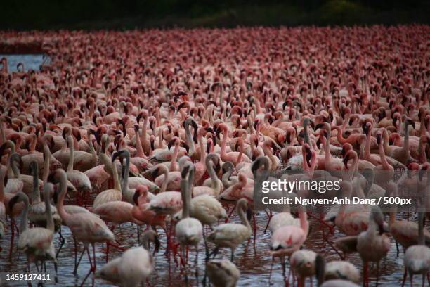 thousands of flamingos in lake bogoria,lake bogoria,kenya - large group of animals stock pictures, royalty-free photos & images