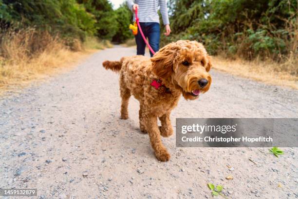 a teenage boy walking his dog in a park - labradoodle stock-fotos und bilder