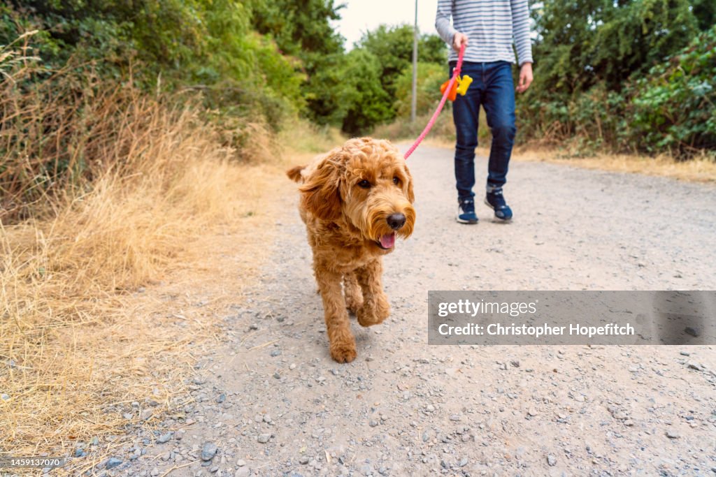Teenager walking a dog in a park