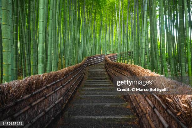 staircase among bamboo trees, arashiyama, kyoto - région de kinki photos et images de collection