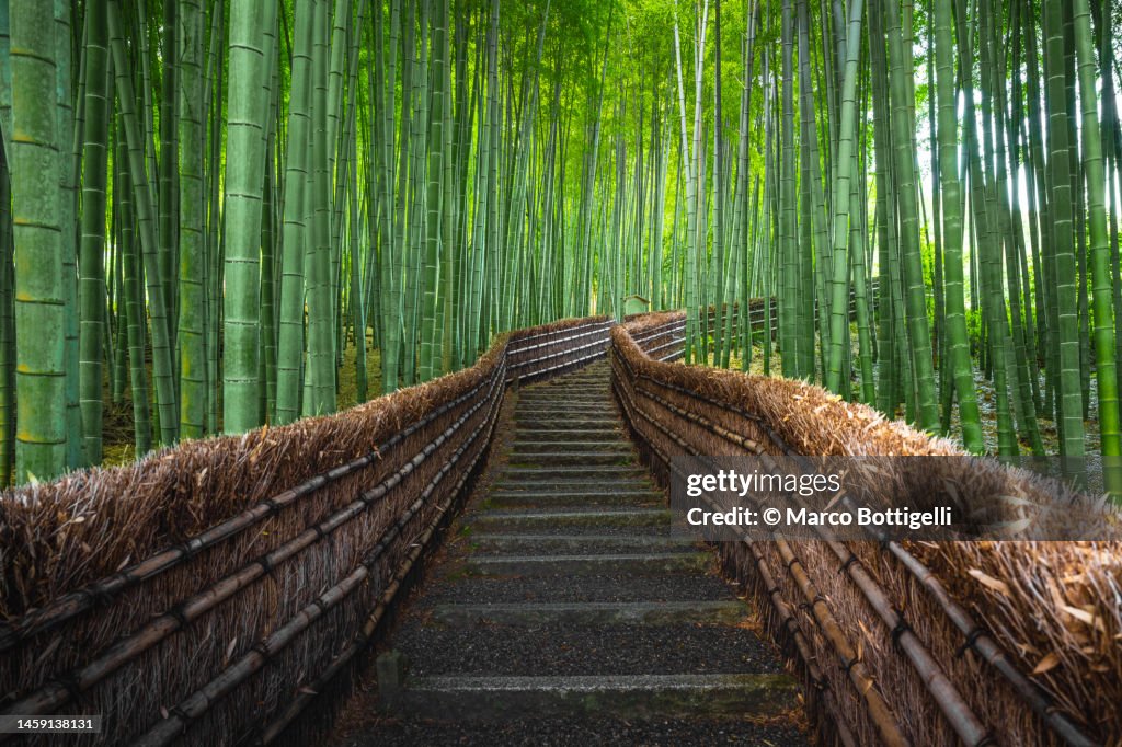 Staircase among bamboo trees, Arashiyama, Kyoto