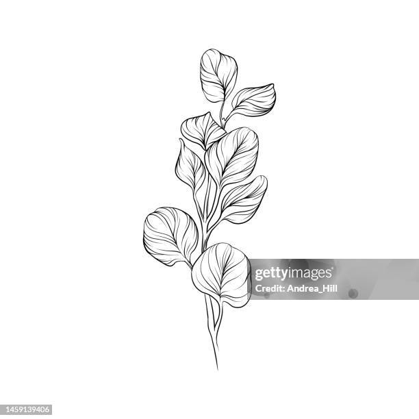 eucalyptus leaf vector pen and ink illustration - eucalyptus stock illustrations