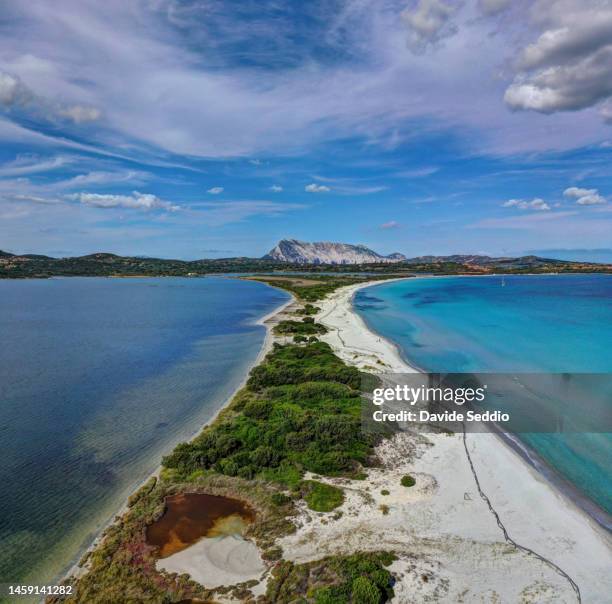 aerial view of 'la cinta' beach with tavolara island in the background - tavolara foto e immagini stock