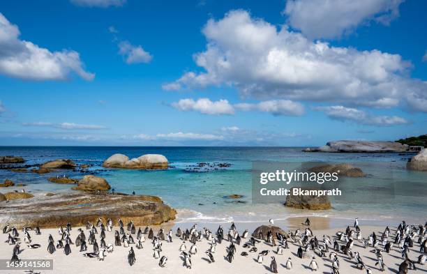 pinguins africanos selvagens do cabo retornando para casa na famosa praia de pedregulhos nos arredores da cidade do cabo, áfrica do sul - província do cabo oeste - fotografias e filmes do acervo