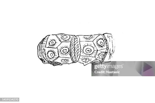 fossil specimen - cidaris coronata - nautilus shell stock illustrations